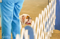 Bulldog Ring Fri