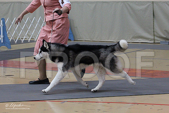Husky-1370