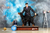 Gordon Setter #5 Sat BOBGr Judge Jill Warren