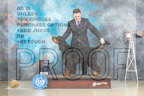 Gordon Setter #5 Sat BOBGr Judge Jill Warren_MJ_4673_Amarillo_2022_HR3