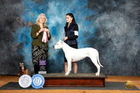 Dogo Argentino #J201 RBJr Judge Pam Wilson
