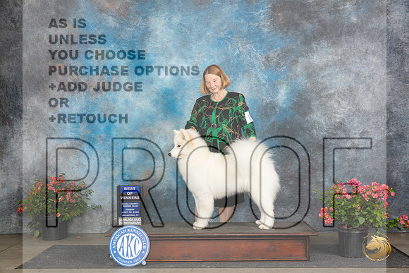 Samoyed #5 Fri WBBOW Judge Wendy Willhauck__JP_4178_San Antonio_2024_HR3