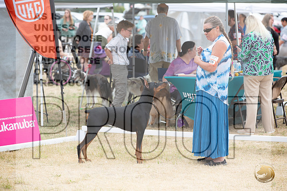Ringside Longview WA 2024 Doberman Pinschers_JJL_3461_Longview WA_2024_HR3
