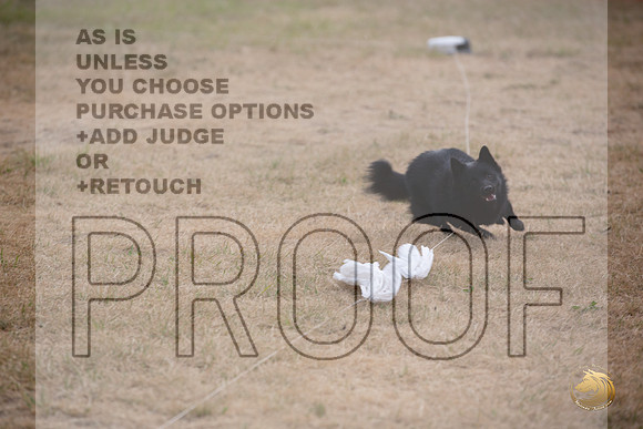 Schipperke Percision Coursing Sat Longview WA 2024_JJL_3769_Longview WA_2024_HR3