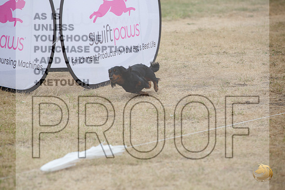 Precision Coursing Longview WA 2024 Longhaired Dachshund_JJL_3382_Longview WA_2024_HR3