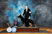 German Shepherd Dog #6 Sat PG1 Judge Robert Stein