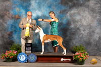 Ibizian Hound #6 Sun G3 Judge Michael Canalizo