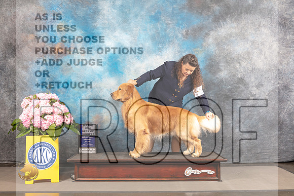 Golden Retriever #55 WED BOW Major Judge Richard Powell *R*_MJ_3715_Houston_2022_HR3
