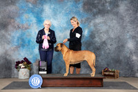 Bullmastiff #8 Sun OHG1 Judge Sulie Greendale-Paveza