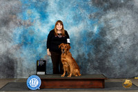 Golden Retreiver #15 Sun HC Judge Susie Osborn