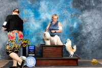 Lhasa Apso #6 Chihuahua Smooth #7 G1