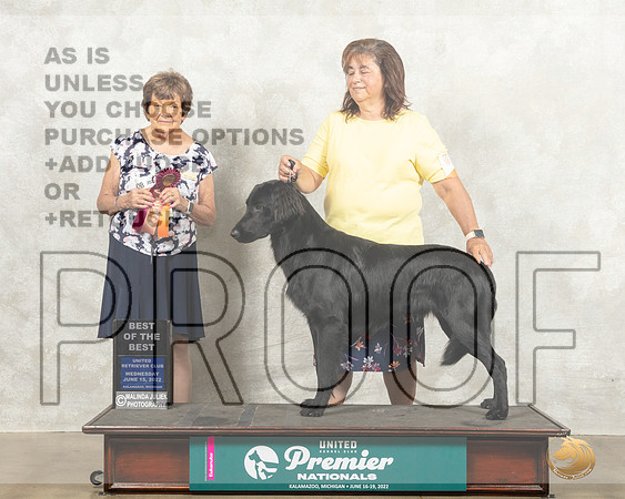 Flat Coated Retriever #611 Wed BOB Judge Nancy Gallant_MMJ_6888_Premier_2022_HR3