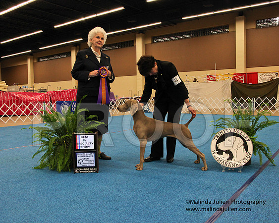 Weim-9304