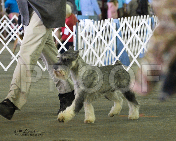 Standard Schnauzer - 0011