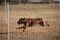Rhodesian Ridgeback Sun FastCAT