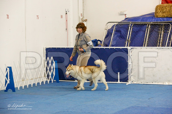 _M3_7959-AddisonHuskyMar2015-HR3