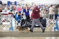 Swedish Vallhund Sat Ring
