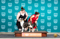 American Bully #206 Fri Bain and Lumus