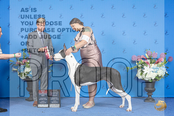 Great Dane #24 FRI BOS BOBOH Judge Douglas Johnson__JP_8978_Houston_2024_HR3