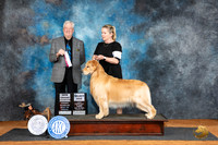 Golden Retriever #5 Fri OHBOBGCH Judge Robert Stein
