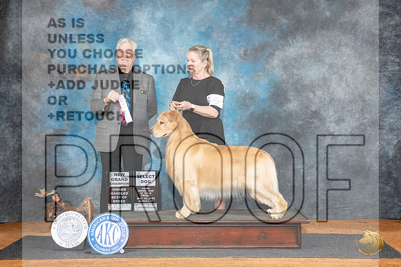 Golden Retriever #5 Fri OHBOBGCH Judge Robert Stein__JP_6933_MARSHALL_2024_HR3