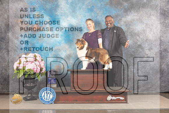 Shetland Sheepdog #17 THUR WD BW NCH Major Judge Polly Smith_MJ_5533_Houston_2022_HR3