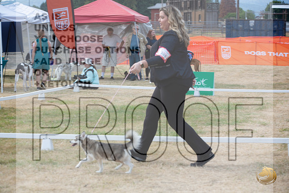 Ringside Longview WA 2024 Alaska Klee Kai #305_JJL_3530_Longview WA_2024_HR3