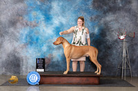 Rhodesian Ridgeback #5 Thur BOWMCH Judge Gary Andersen