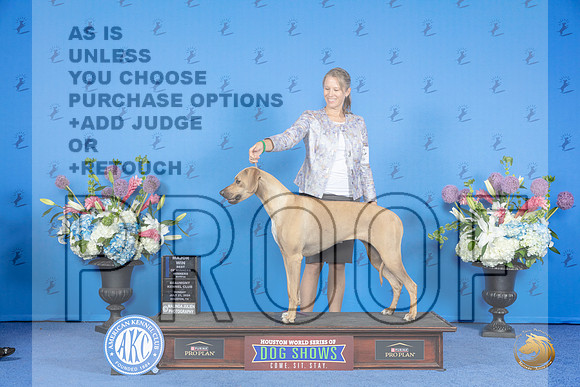 Rhodesian Ridgeback #8 SUN WB BOW M Judge Jamie Hubbard__JP_0142_Houston_2024_HR3