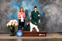Wire Fox Terrier #5 Sun G4 Judge Linda Hurlebaus