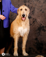 Irish Wolfhound Ruby Sat Custom Portrait