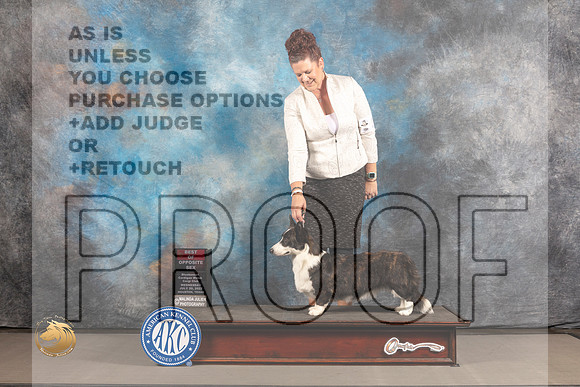 Cardigan Welsh Corgi #22 WED BOS Judge Barbara Alderman_MJ_2051_Houston_2022_HR3