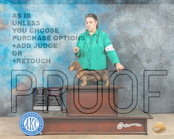 Dachshund Wirehaired #25 Fri WDBOWMOHBOB Judge Gloria Kerr-MMJ_2961-Addison2022-HR3