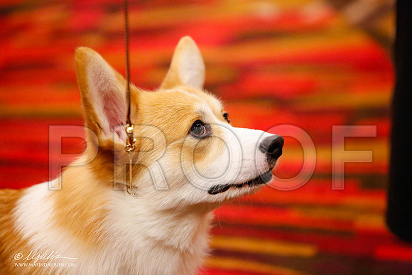 _JJ_9417-HstnCorgiFeb2015-HR3