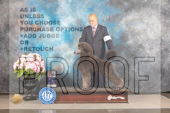 Poodle Standard #11 FRI WD BOP Judge Steven Keating_MJ_5631_Houston_2022_HR3