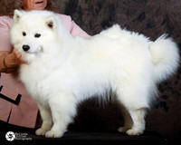 American Eskimo Sally Bedow Sat Custom Portrait