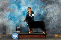 Bernese Mountain Dog #6 Sun WBBOWCH Judge David Bolus