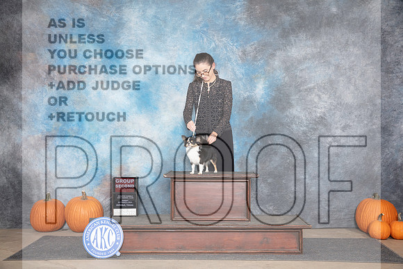 Chihuahua Long Coat #8 Sun G2 Judge Tim Catterson__JP_9621_Humble_2024_HR3