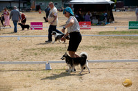 *Ringside Longview WA 2024 Alaska Klee Kai #352