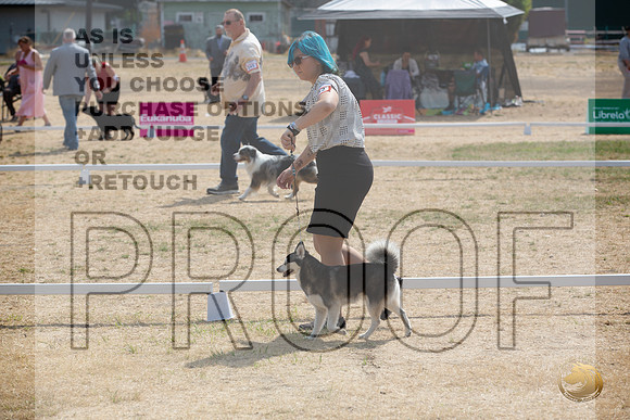Ringside Longview WA 2024 Alaska Klee Kai #352_JJL_3549_Longview WA_2024_HR3