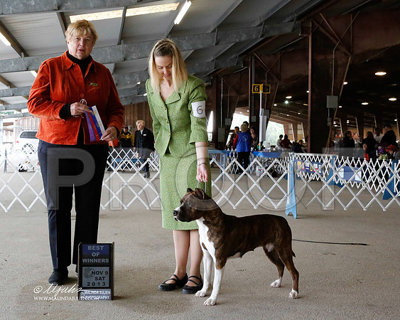 AmStaff-2687-HstnNov13-HR