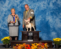 French Bulldogs #7 Sat BOB Tash Darrell Judge Mrs Rita Holloway