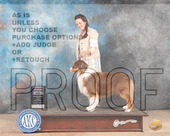 Australian Shepherd #25 Fri RWD Judge Eric Liebes-MMJ_3095-Addison2022-HR3