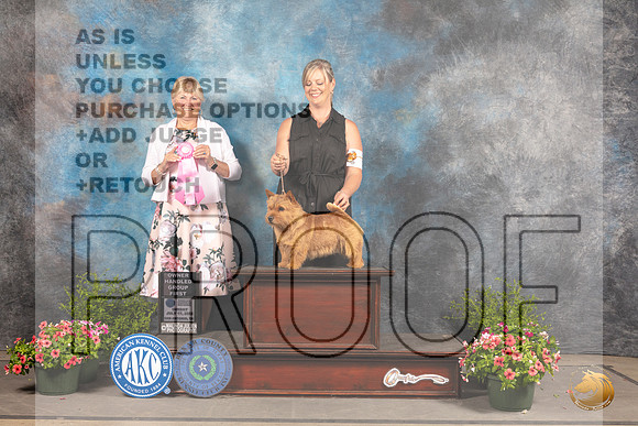 Norwich Terrier #5 Sun OHG1 Judge Debra Thornton_MJ_1602_SA_2022_HR3
