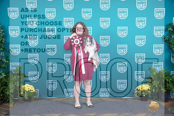 Shetland Sheepdog TD__JP_2889_UKCTDI2024_HR3
