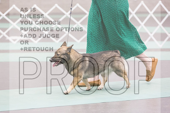 Swedish Vallhund Sat Rings_JJL_9461_UKCLNGVIEWOCT2024_2024_HR3