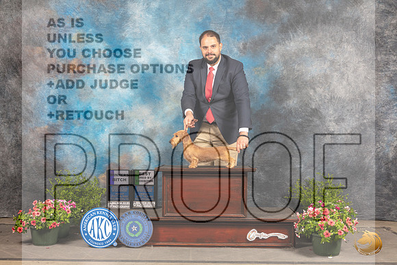 Dachshund Wirehaired #32 Sun WBBBE Judge Michael Canalizo_MJ_1728_SA_2022_HR3