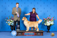 Golden Retriever #24 SAT WB M Judge Ronald Freeman