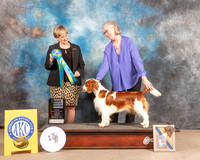Welsh Springer Spaniel #46 Fri BBX Judge Peggy Beisel McIlwainer