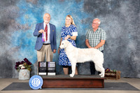 Kuvasz #12 Sun WBBOSM Judge Eric Liebes